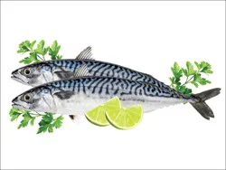 Fish Whole Mackerel
