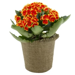 Robbie Kalanchoe In Becca Burl