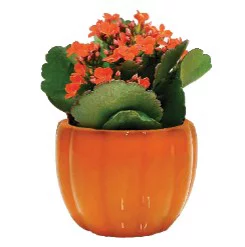 Kalanchoe In Ceramic Pumpkin