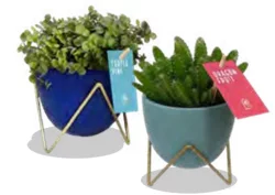 Foliage In Dory Ceramic