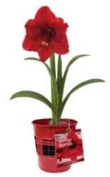 Waterless Amaryllis In Buffalo