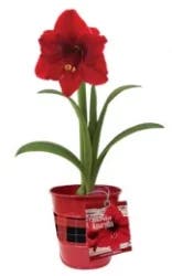Waterless Amaryllis In Buffalo