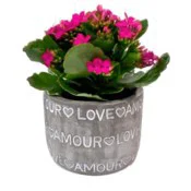 Kalanchoe In Love Language Cer