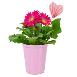 Floral Gerbera With Heart Pick