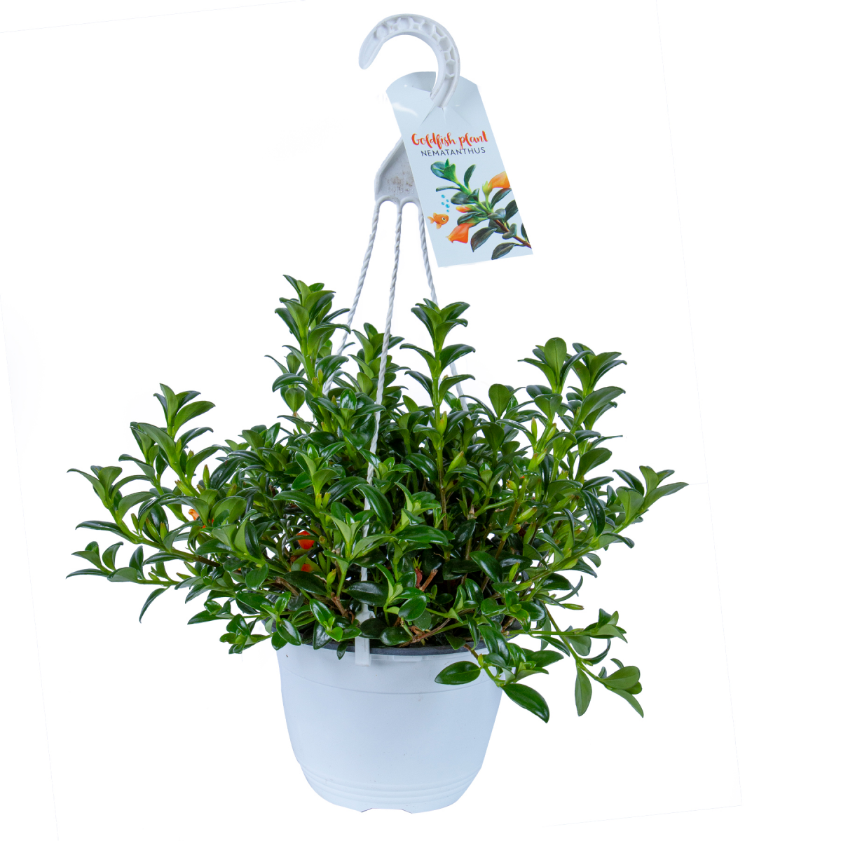 slide 1 of 1, Goldfish Plant, 6" Hanging Basket, 6 in
