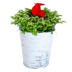 4" Frosty Fern Plant in Upgrade