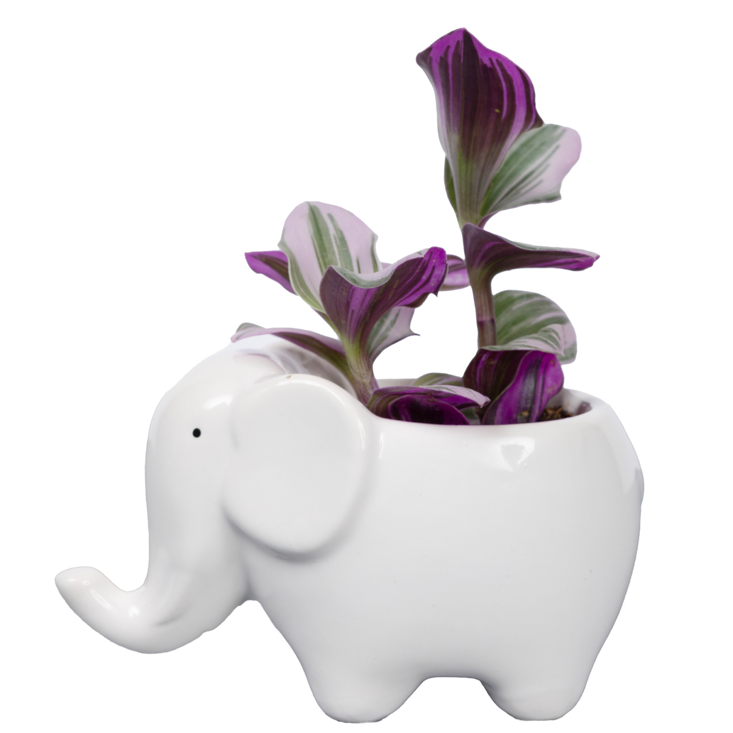 slide 1 of 2, Mini Nanouk Plant Upgrade, 1 ct