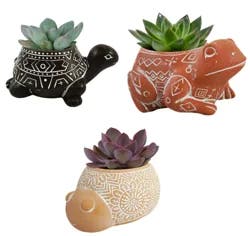 3.5" Succulent Forest Friend