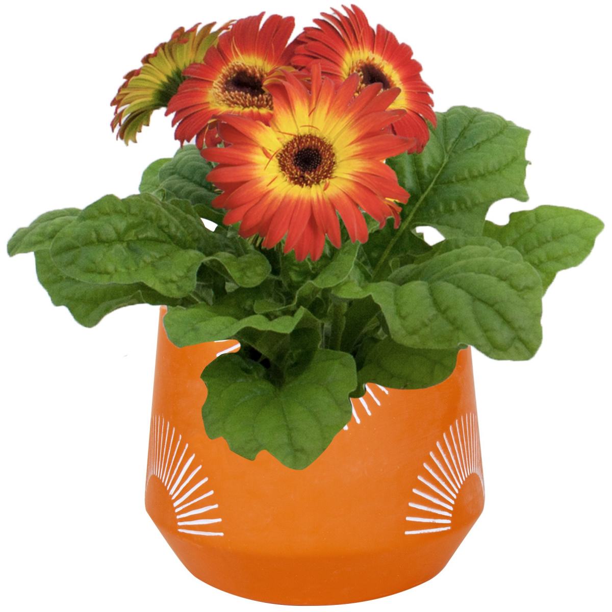 slide 1 of 1, Gerbera, 5" Planter, 1 ct