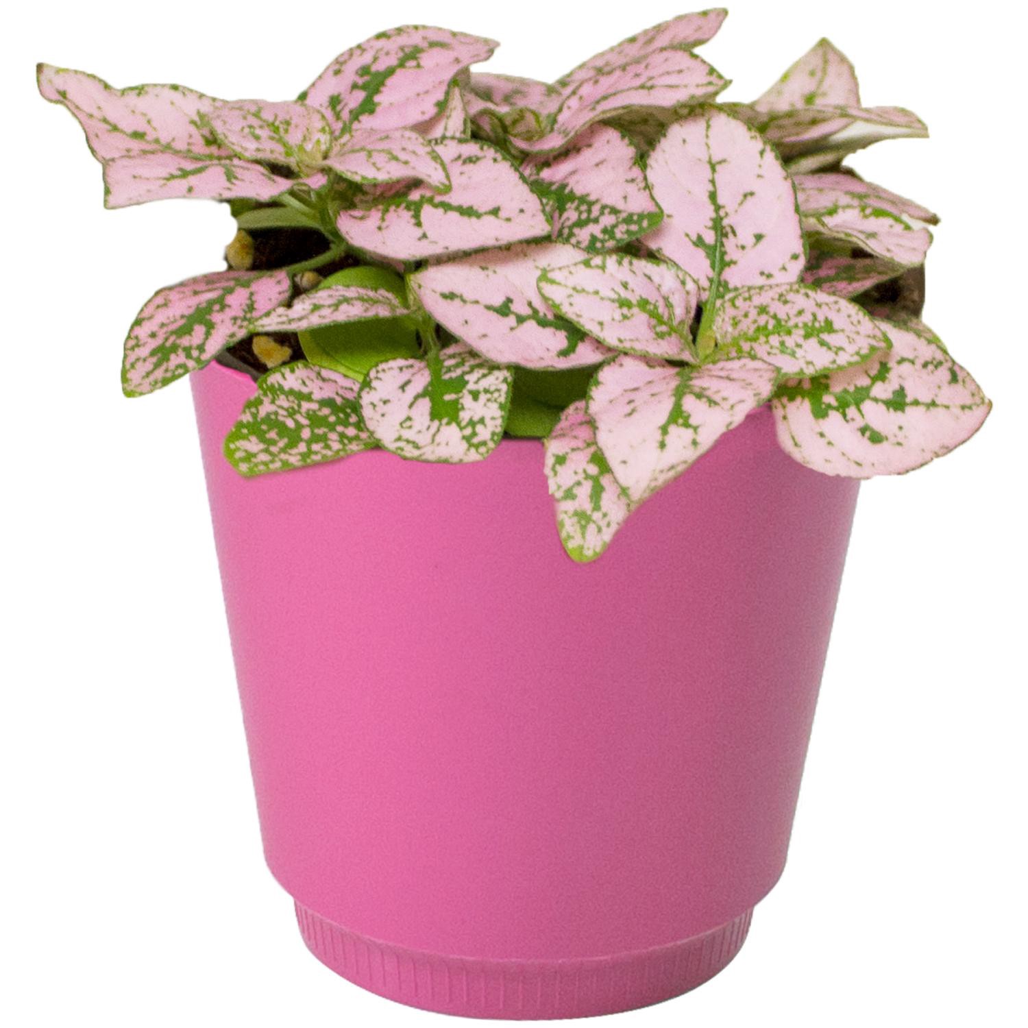 slide 1 of 1, Polka Dot, 4" Planter, 4 in