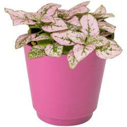 Polka Dot, 4" Planter