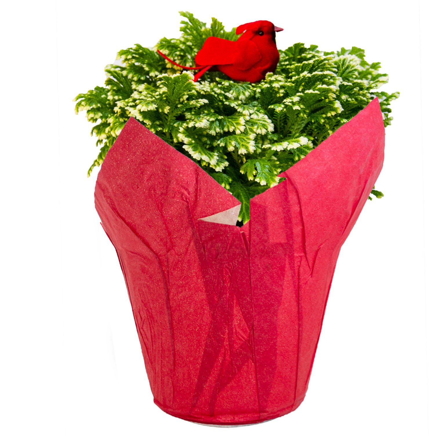 slide 1 of 1, 6" Frosty Fern Plant In Upgrade, 6 in