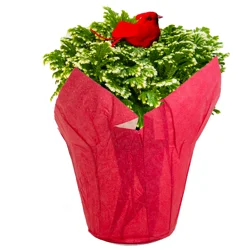 6" Frosty Fern Plant In Upgrade