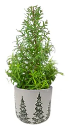 Rosemary Upgrade, 4"