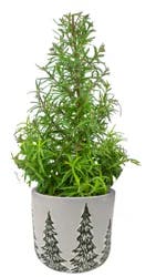 Rosemary Upgrade, 4"