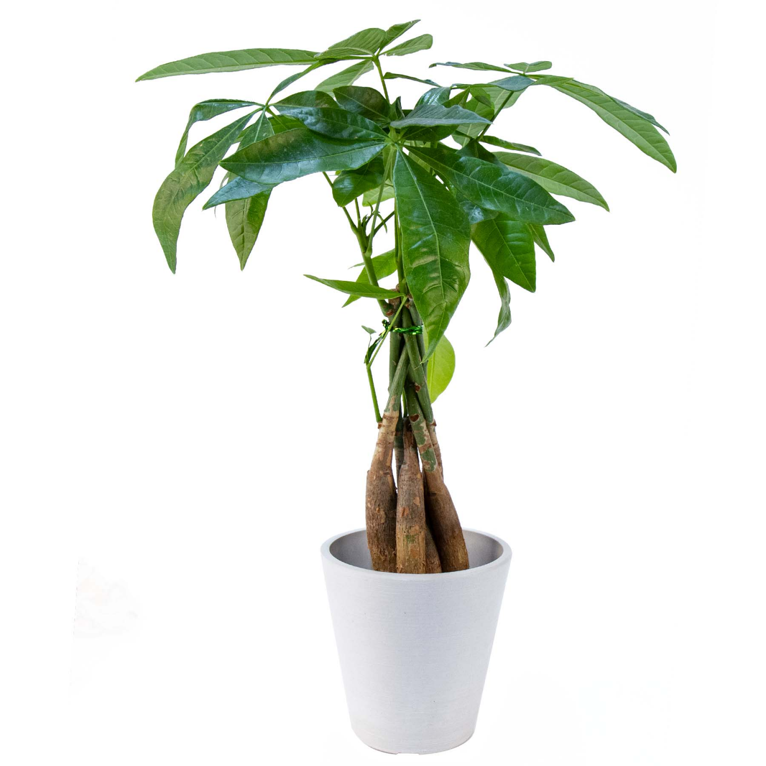 slide 1 of 1, Money Tree, 5" Planter, 5 in