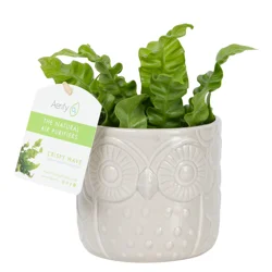 Crispy Wave, 4"  Planter