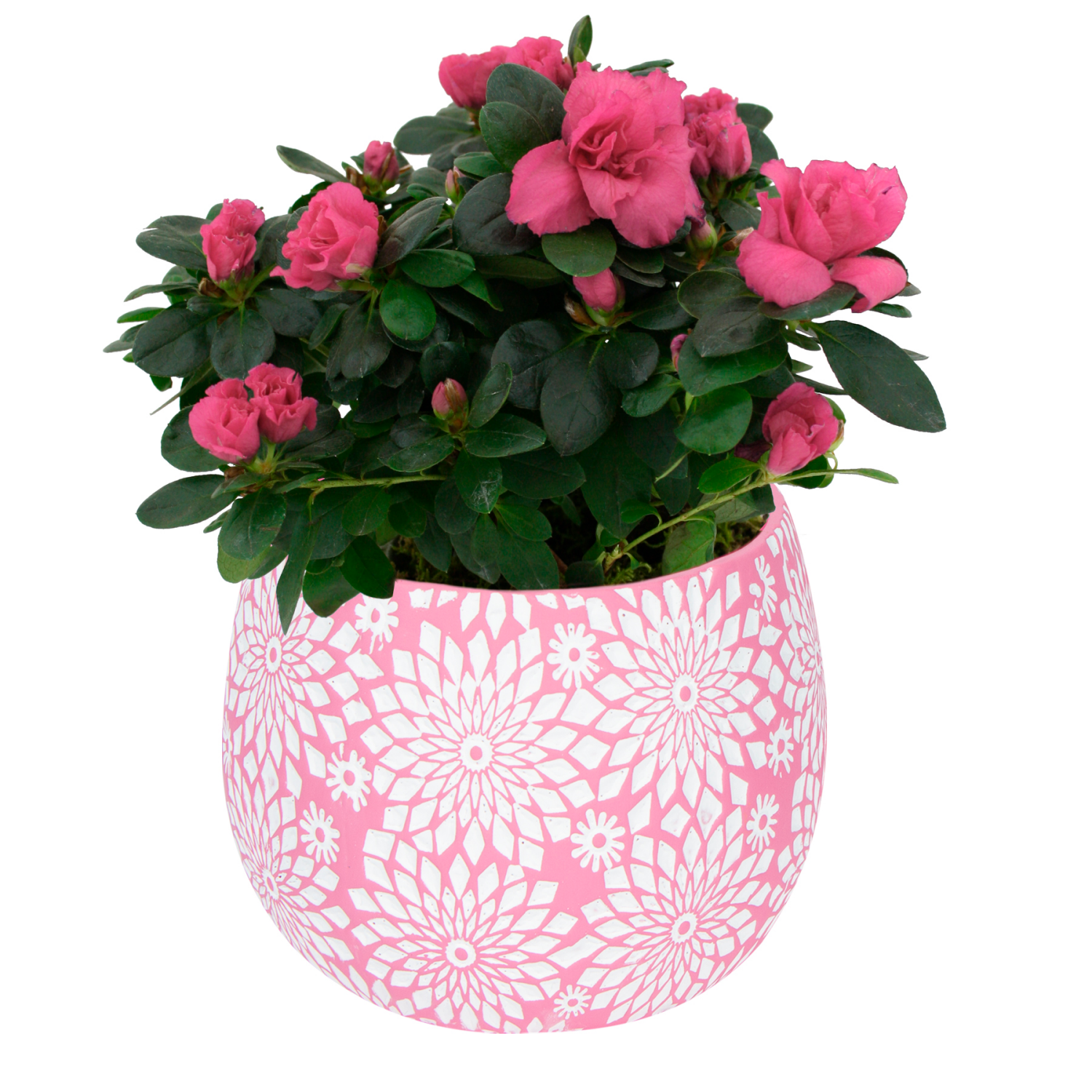 slide 1 of 1, Azalea Indoor Flowering Plant, 4.5", 4.5 in