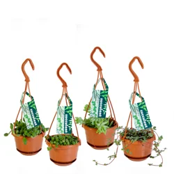 4.5" Mini Hanging Basket