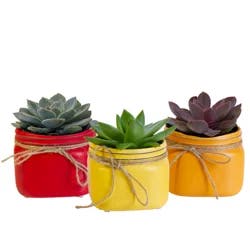 Succulent, in 3.5" Mason Jar