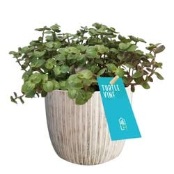 Turtle Vine, 4" Planter