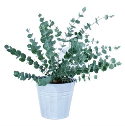 Eucalyptus, 6" Planter