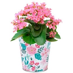 Kalanchoe, 6" Planter
