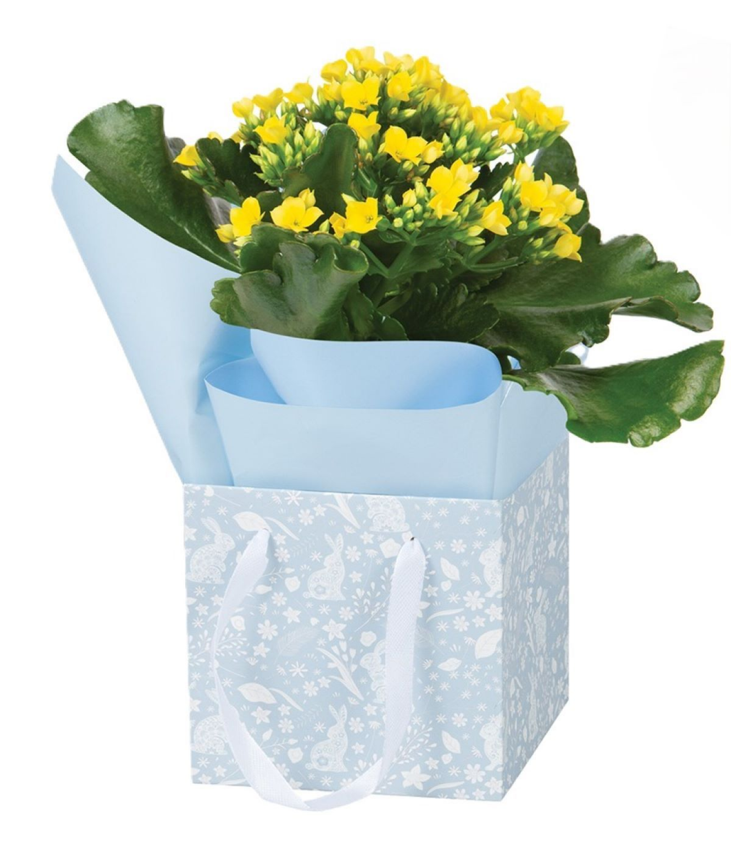 slide 1 of 1, Kalanchoe, 4" in Seasonal Gift Box, 4 in