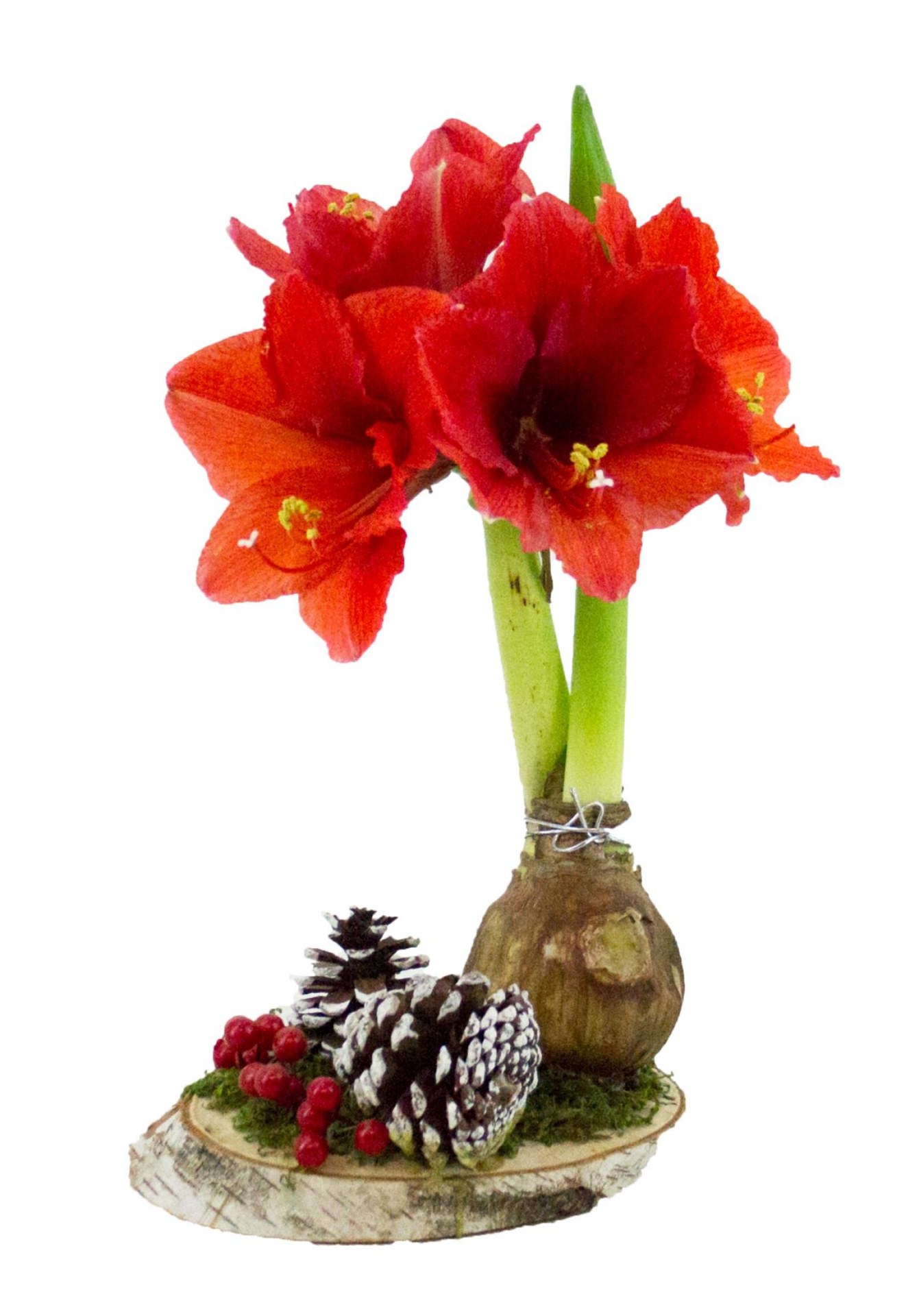 slide 1 of 1, Waterless Amaryllis on birch, 1 ct