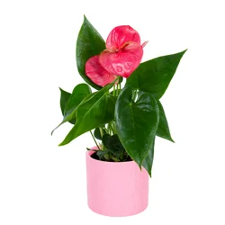 Anthurium, 4", Ceramic Planter