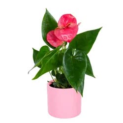 Anthurium, 4", Ceramic Planter