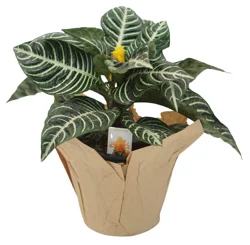 Aphelandra, 6" in Pot Cover