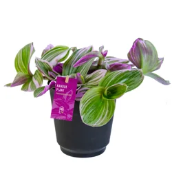 4" Nanouk Tradescantia