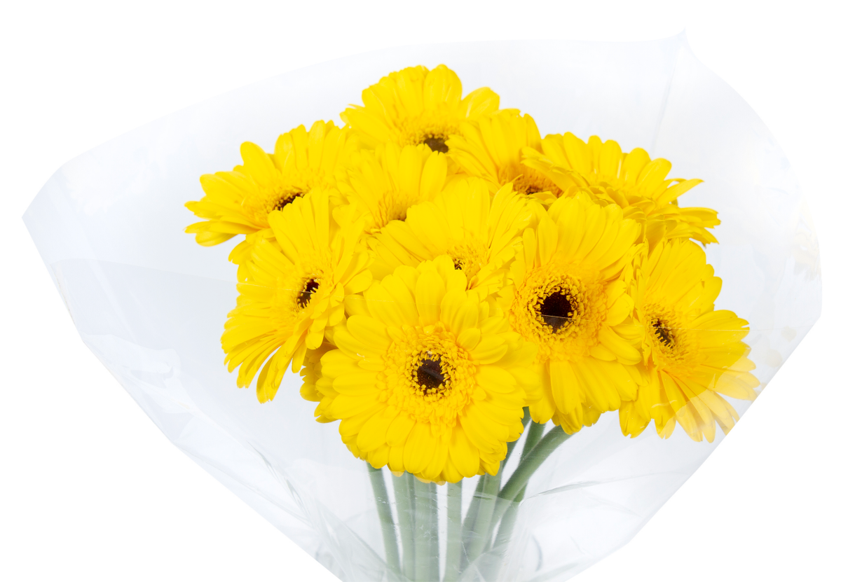 slide 1 of 1, Mini Gerbera Fresh Cut, 12 Stems, 1 ct