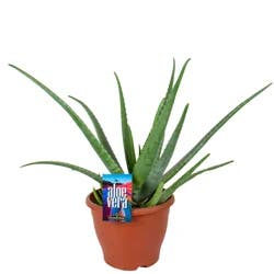 Aloe Vera, 8"