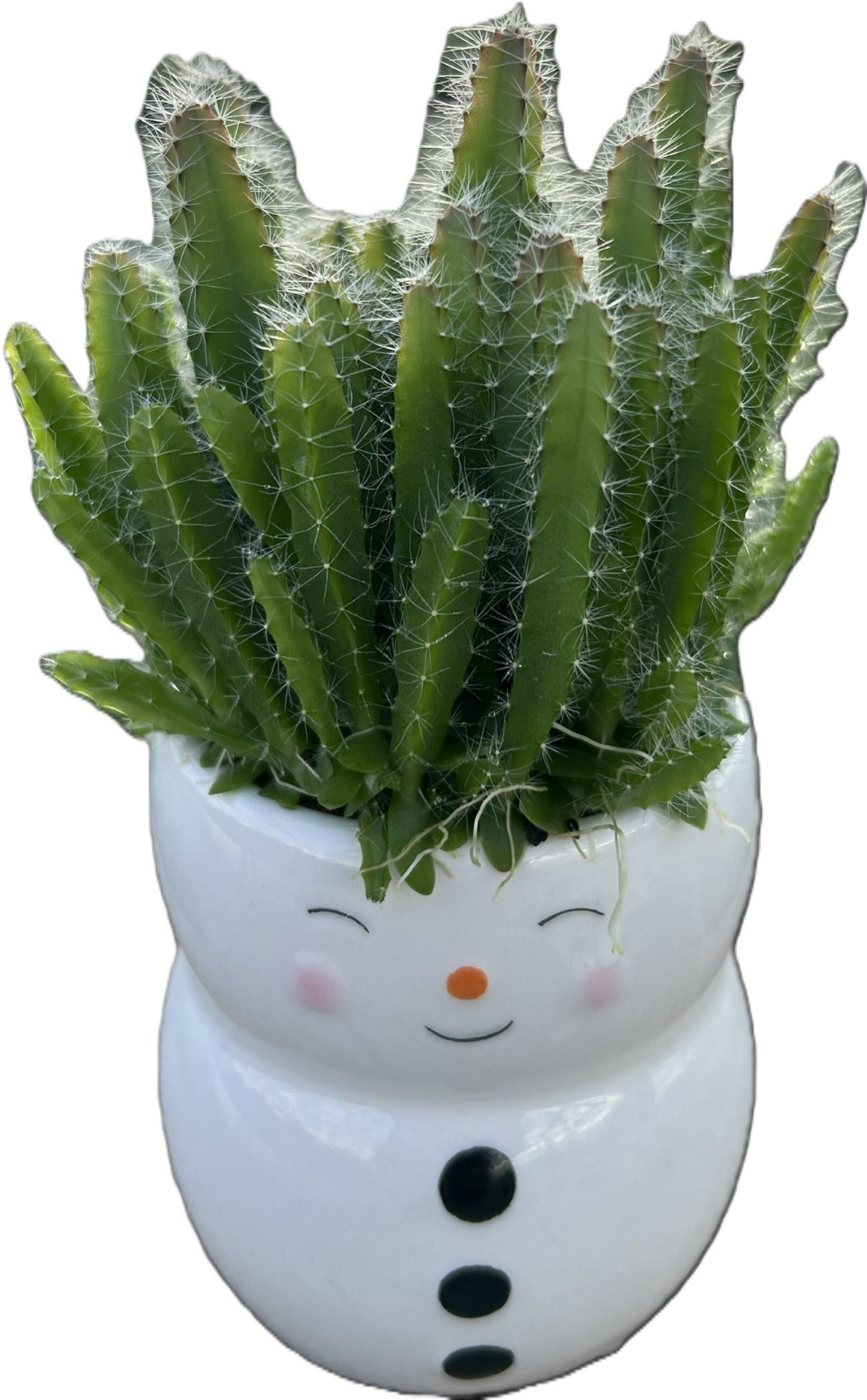 slide 1 of 1, Mini Dragon Fruit Upgrade, 1 ct