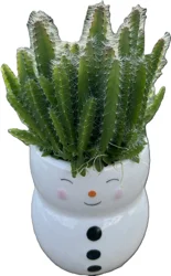 Mini Dragon Fruit Upgrade