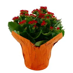 Kalanchoe, 6" Planter