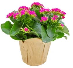 Kalanchoe, 6" Planter