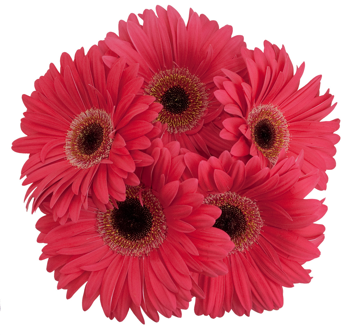 slide 1 of 1, Gerbera Fresh Cut Flowers, 5 stems, 1 ct