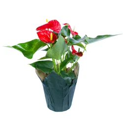 Anthurium Plant, 6" Planter