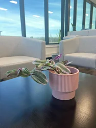 4" Nanouk Premium Upgrade