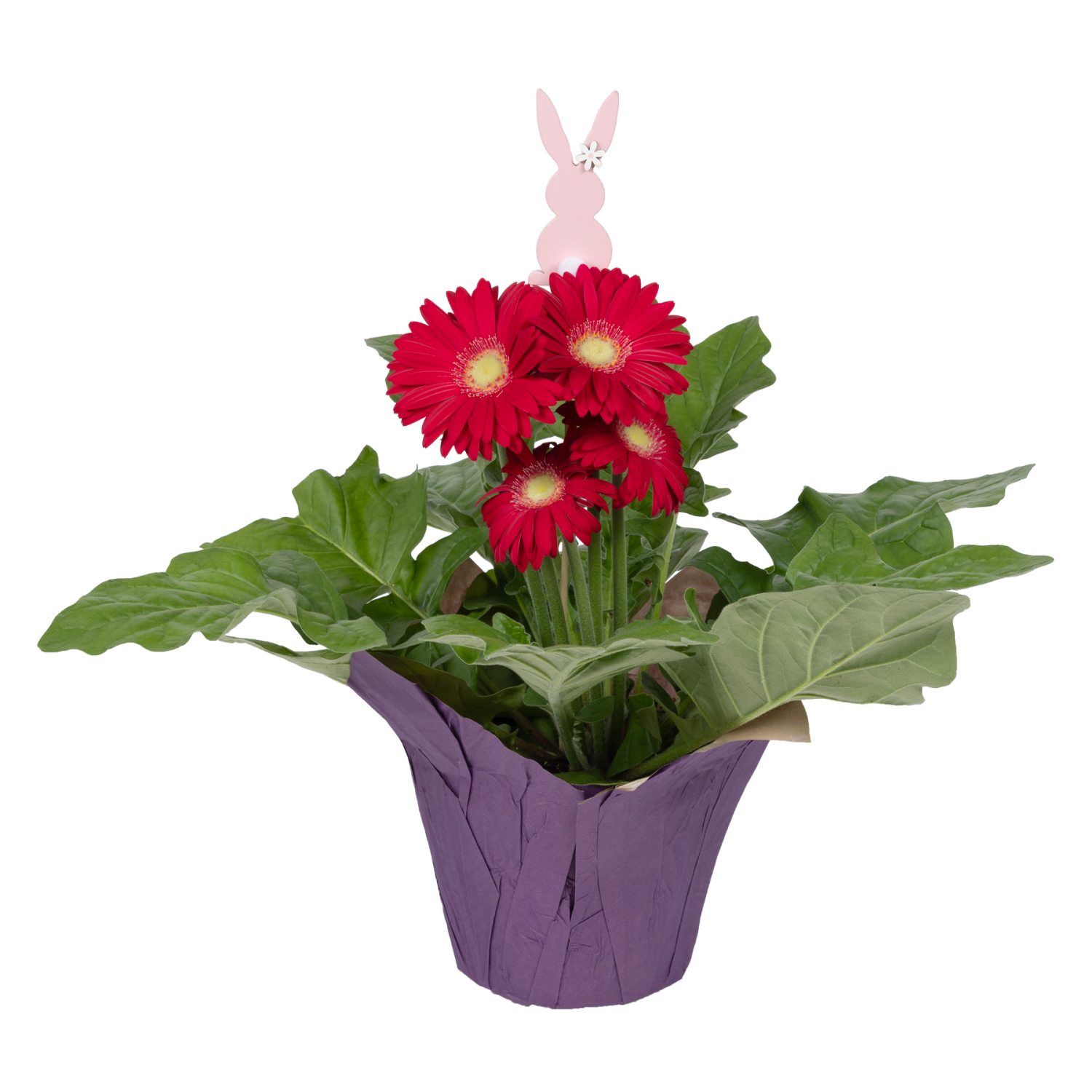 slide 1 of 1, Gerbera Daisy, 6", 6 in