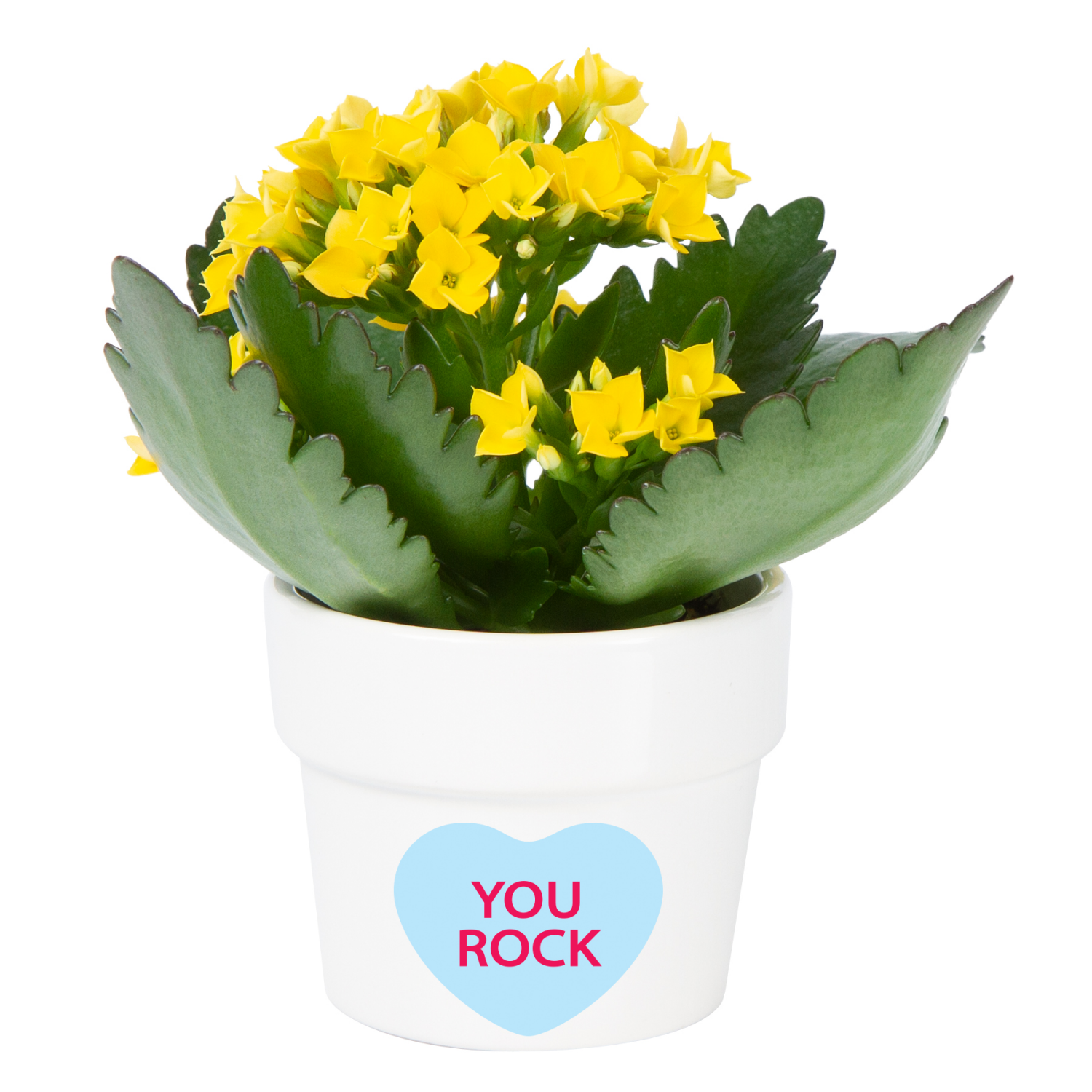 slide 1 of 1, Mini Kalanchoe, Ceramic Planter, 1 ct