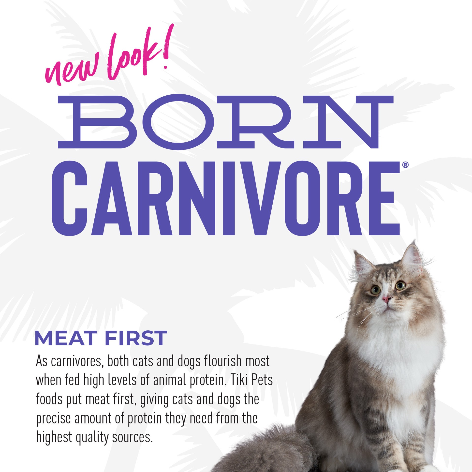 slide 6 of 7, Tiki Cat Born Carnivore Turkey Light Dry Food, 2.8 lb