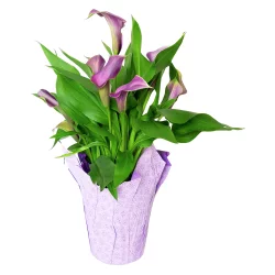 6" Potted Calla Lilies - Colors May Vary