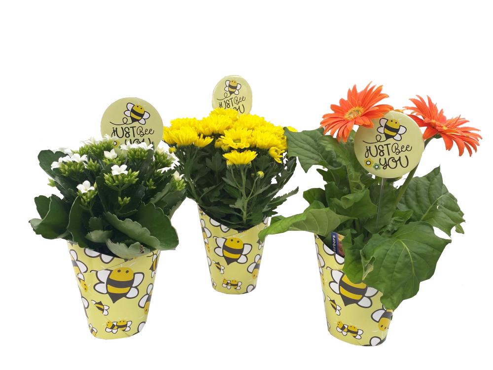 slide 1 of 1, Assorted Blooming In Quicup, 4.5 in