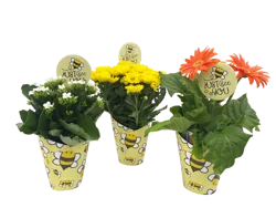 Assorted Blooming In Quicup