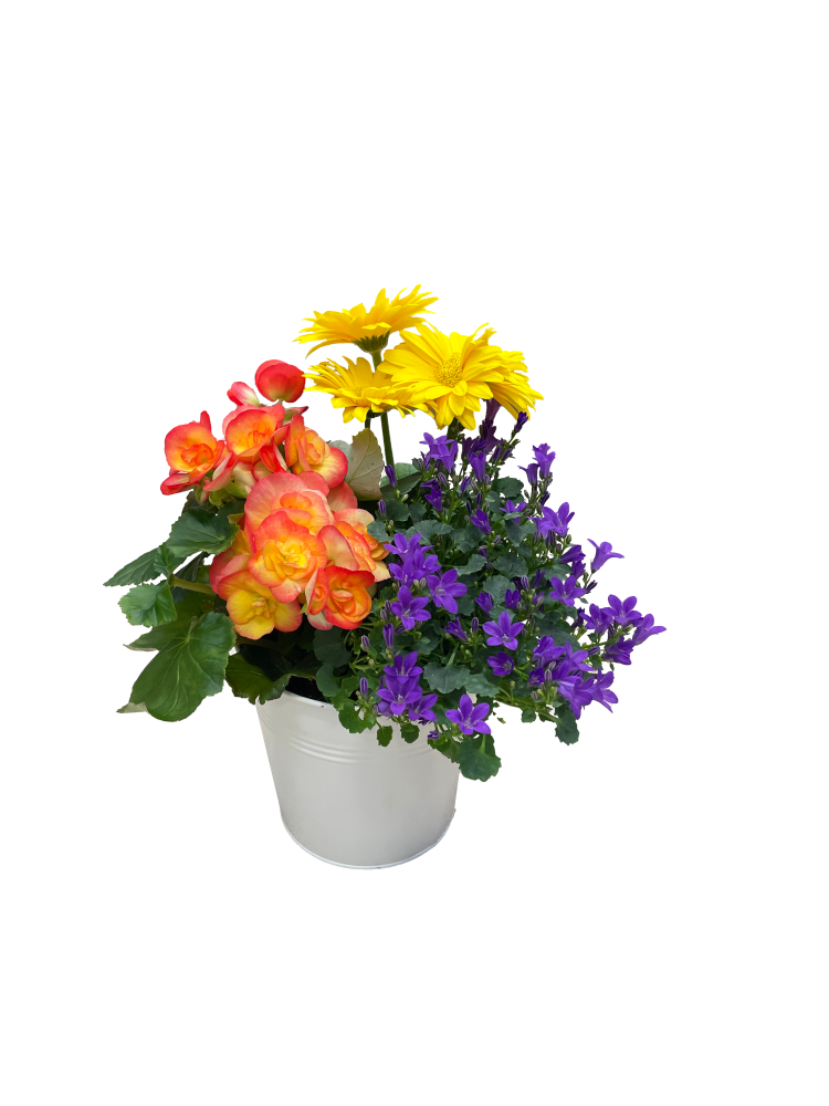 slide 1 of 1, Lee Garden, 1 ct