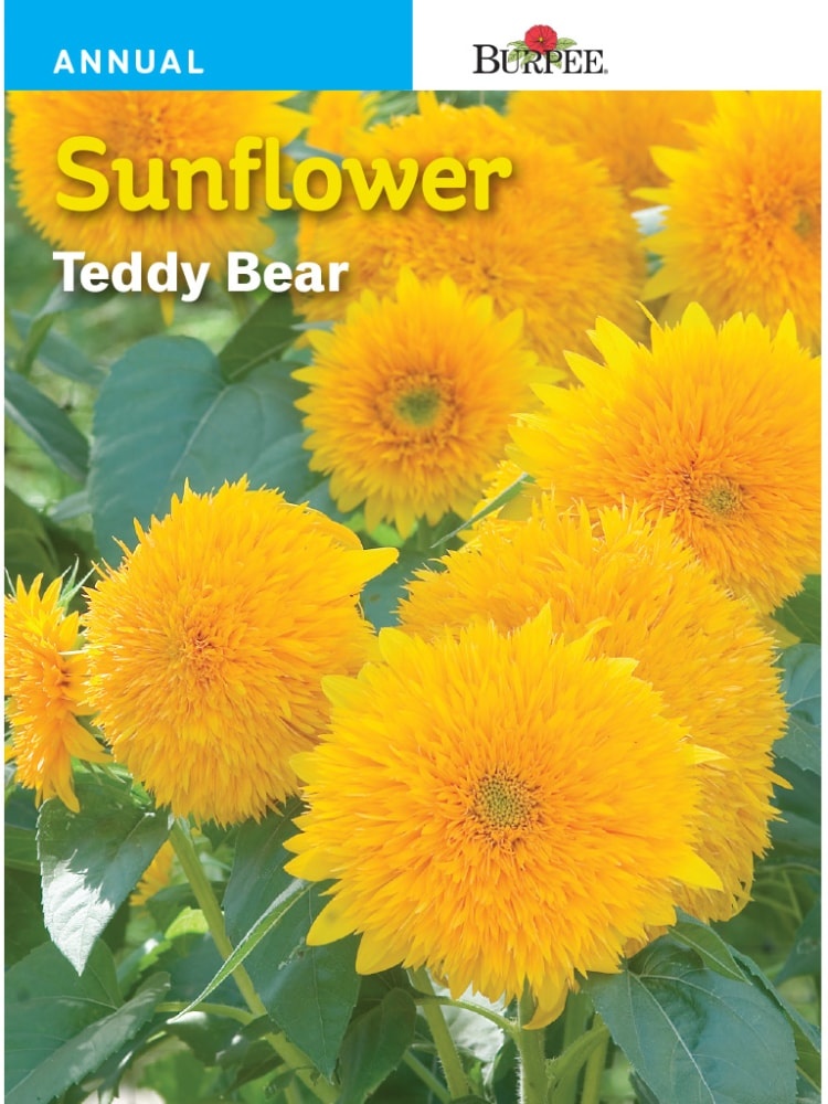 slide 1 of 1, Burpee Teddy Bear Sunflower Seeds - Yellow, 1 ct